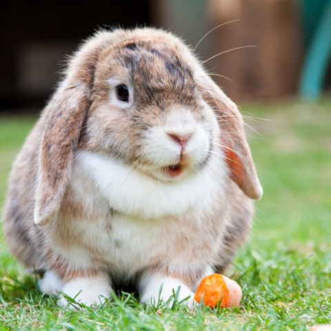 Bunny Bundles