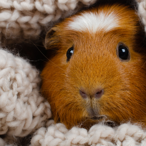 Piggie Pals