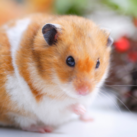 Hamsterific Honeys